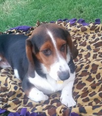 Basset Hound-Border Collie Mix Dogs for adoption in Carrollton, TX, USA