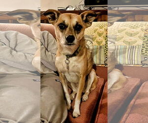 Chihuahua-Unknown Mix Dogs for adoption in Minneapolis, MN, USA