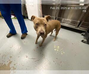 American Pit Bull Terrier Dogs for adoption in Ocala, FL, USA