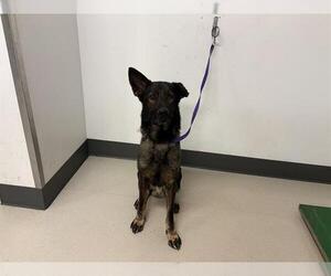 Dutch Shepherd -Unknown Mix Dogs for adoption in Corona, CA, USA