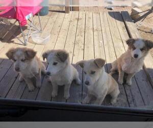 Australian Shepherd-Huskies  Mix Dogs for adoption in Chama, NM, USA