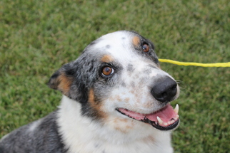 Australian Shepherd Dogs for adoption in Tremont, IL, USA