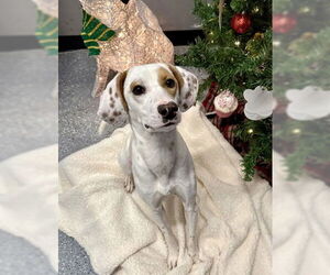 Siberian Husky-Unknown Mix Dogs for adoption in Warrenton, VA, USA