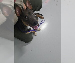 Basenji-Unknown Mix Dogs for adoption in Temple, TX, USA