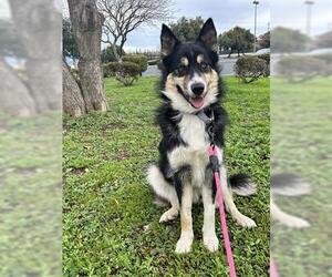 Border Collie-Siberian Husky Mix Dogs for adoption in San Martin, CA, USA