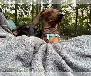 Dachshund Dogs for adoption in York, SC, USA