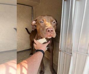 American Pit Bull Terrier Dogs for adoption in Oklahoma City, OK, USA