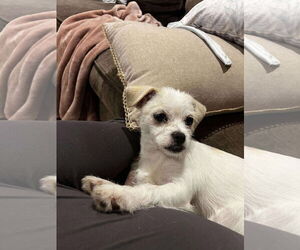Mutt Dogs for adoption in Dallas, TX, USA