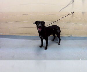 Labrador Retriever Dogs for adoption in Tulsa, OK, USA