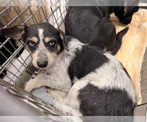 Cairn Terrier-Unknown Mix Dogs for adoption in HESPERIA, CA, USA