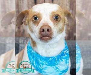 Medium Photo #5 Cheagle Puppy For Sale in Kennesaw, GA, USA