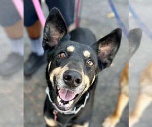 Australian Kelpie-Unknown Mix Dogs for adoption in Lake Forest, CA, USA
