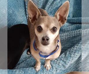 Chihuahua Dogs for adoption in Yreka, CA, USA