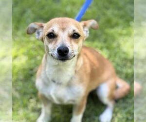 Chihuahua-Unknown Mix Dogs for adoption in Yardley, PA, USA