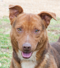Mutt Dogs for adoption in Versailles, KY, USA