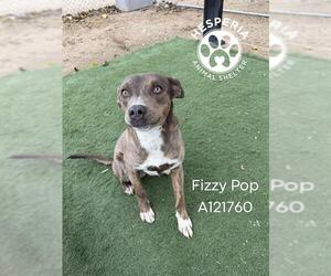 Mutt Dogs for adoption in HESPERIA, CA, USA