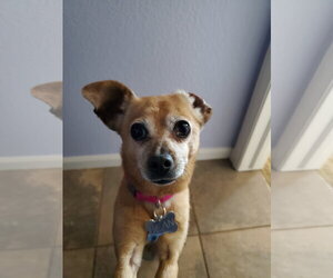 Chipin Dogs for adoption in Aurora, CO, USA