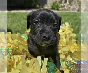 Chihuahua-Unknown Mix Dogs for adoption in San Diego, CA, USA