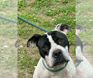 American Pit Bull Terrier Dogs for adoption in Tarboro, NC, USA