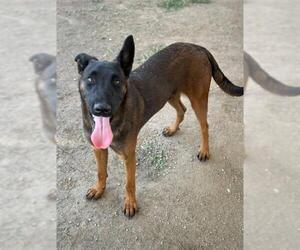 Mutt Dogs for adoption in Riverside, CA, USA