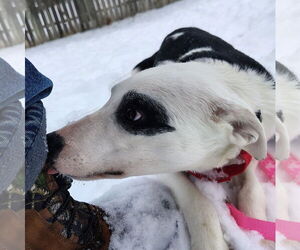 Border Collie-Unknown Mix Dogs for adoption in Cottage Grove, MN, USA