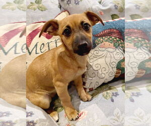 Mutt Dogs for adoption in Corona, CA, USA