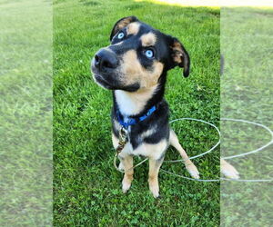 German Shepherd Dog-Unknown Mix Dogs for adoption in New London, WI, USA