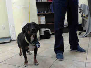 Basschshund Dogs for adoption in Houston, TX, USA