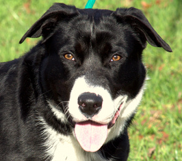 Borador Dogs for adoption in Sparta, TN, USA