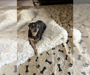 Chihuahua Dogs for adoption in San Diego , CA, USA