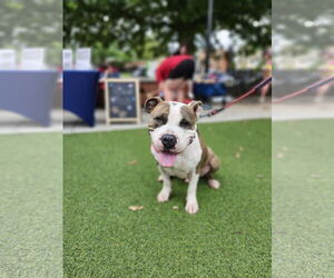 American Pit Bull Terrier-American Staffordshire Terrier Mix Dogs for adoption in Atlanta, GA, USA