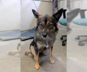 German Shepherd Dog-Unknown Mix Dogs for adoption in Camarillo, CA, USA