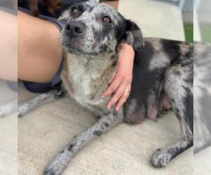 Catahoula Leopard Dog Dogs for adoption in San Marcos, TX, USA