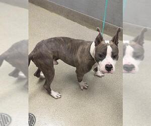 Mutt Dogs for adoption in Las Vegas, NV, USA