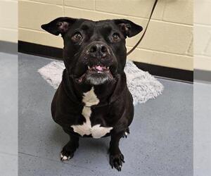 American Pit Bull Terrier Dogs for adoption in Denver, CO, USA