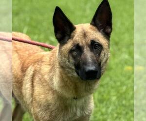 German Shepherd Dog-Unknown Mix Dogs for adoption in Yardley, PA, USA