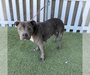 Mutt Dogs for adoption in Modesto, CA, USA