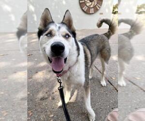 Siberian Husky Dogs for adoption in Santa Maria, CA, USA