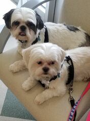 Shih Tzu Dogs for adoption in Suffolk, VA, USA