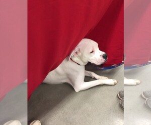 Bulldog Dogs for adoption in Graniteville, SC, USA