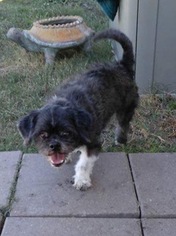 Lhasa Apso-Unknown Mix Dogs for adoption in Forreston, TX, USA