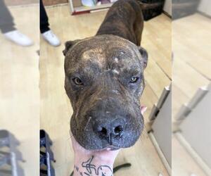 American Pit Bull Terrier-Unknown Mix Dogs for adoption in Oklahoma City, OK, USA
