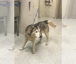 Siberian Husky-Unknown Mix Dogs for adoption in Conroe, TX, USA