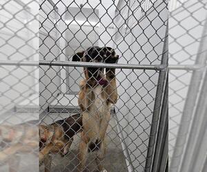Akita-Unknown Mix Dogs for adoption in Temple, TX, USA