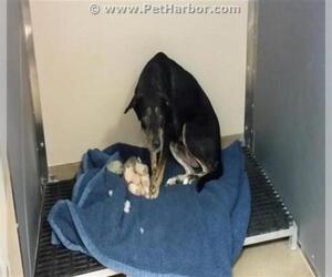 Sheprador Dogs for adoption in Palmer, AK, USA