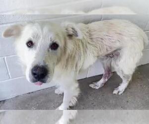 Great Pyrenees-Unknown Mix Dogs for adoption in Houston, TX, USA