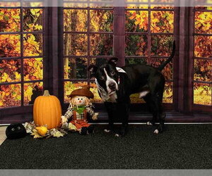 Boxer-Unknown Mix Dogs for adoption in Sanford, FL, USA