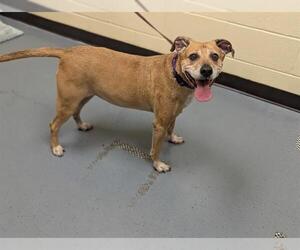 Labrador Retriever-Unknown Mix Dogs for adoption in Denver, CO, USA