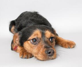 Mutt Dogs for adoption in Wyandotte, MI, USA