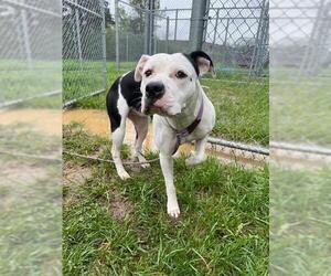 American Pit Bull Terrier Dogs for adoption in Louisville, KY, USA